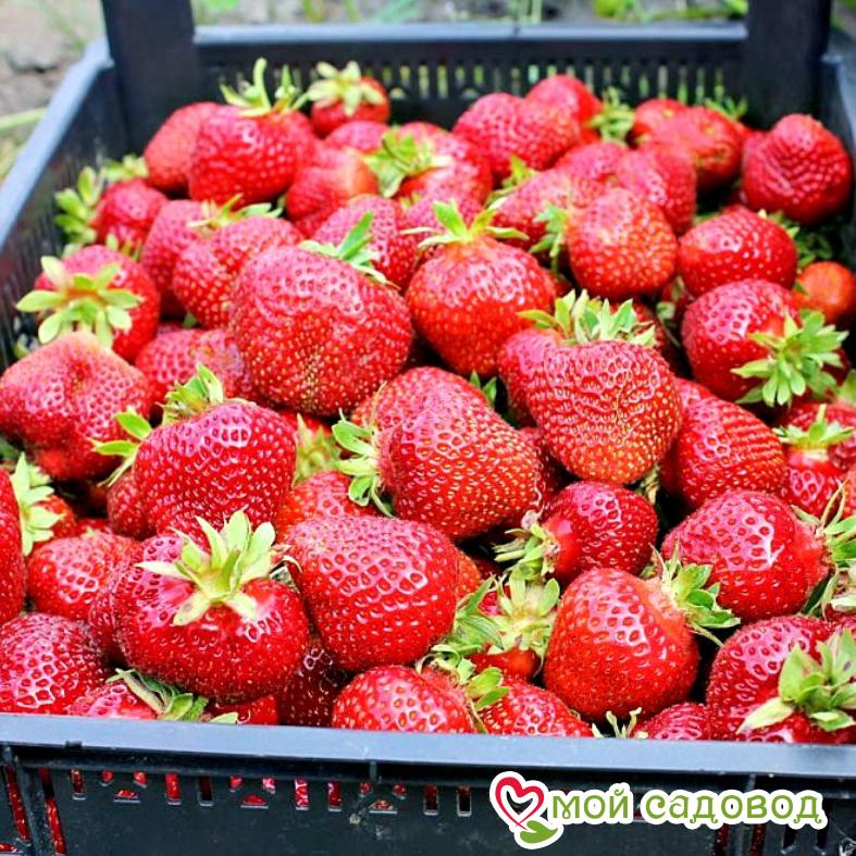 Клубника Флоренс