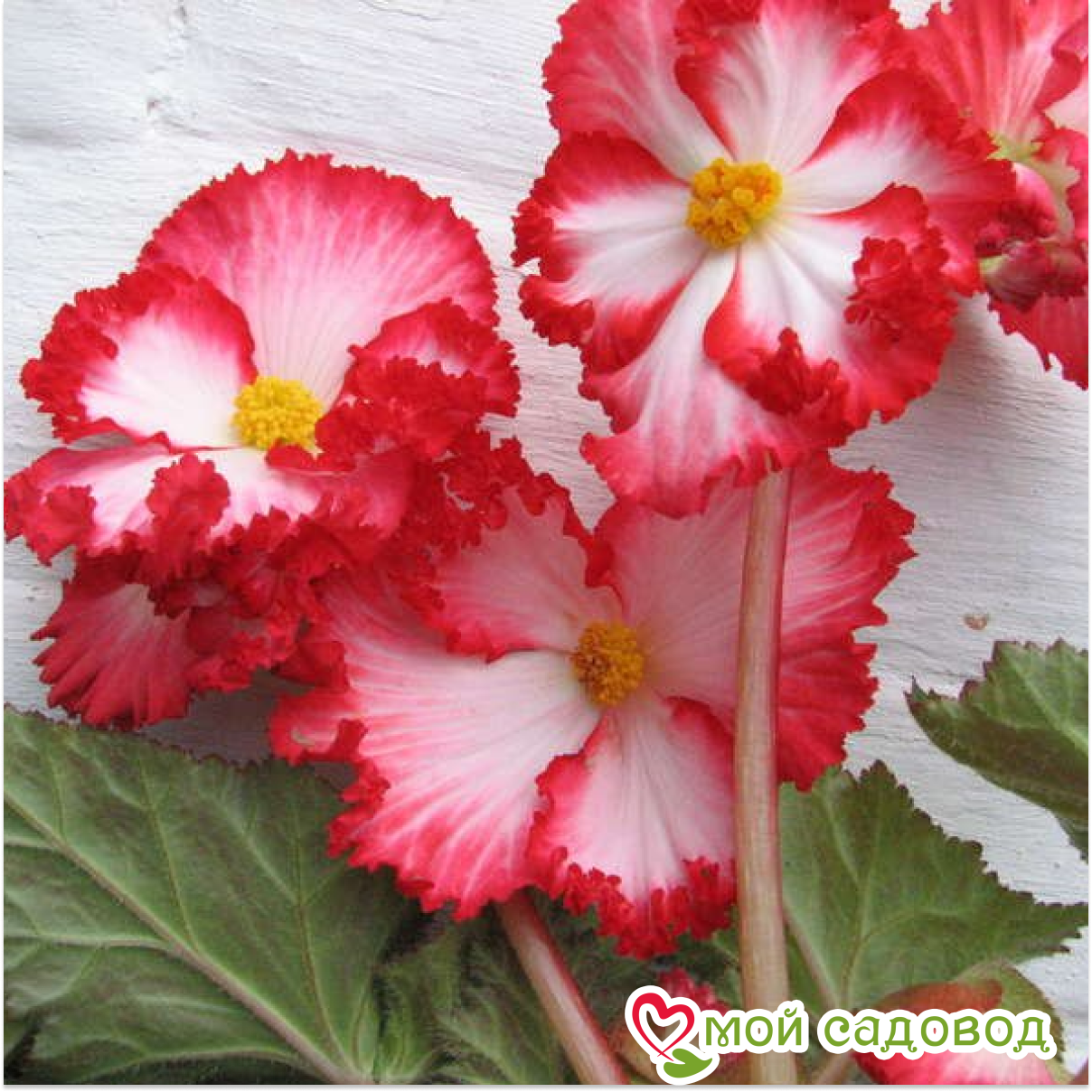 Бегония Криспа Маргината Вайт/Ред