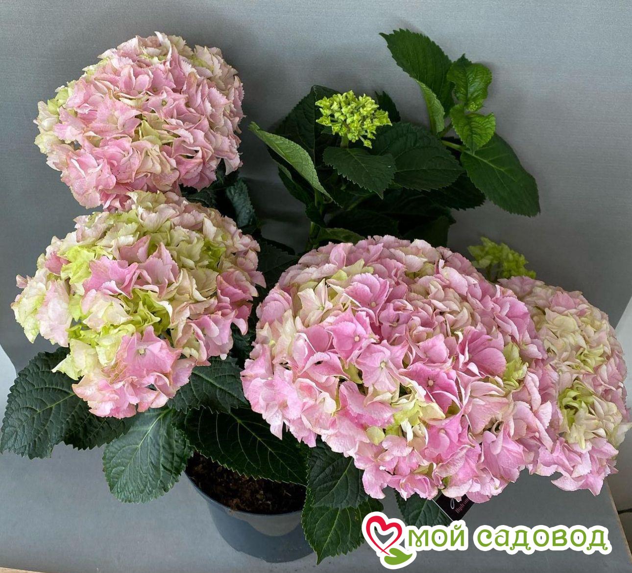 Гортензия крупнолистная Маунтин
