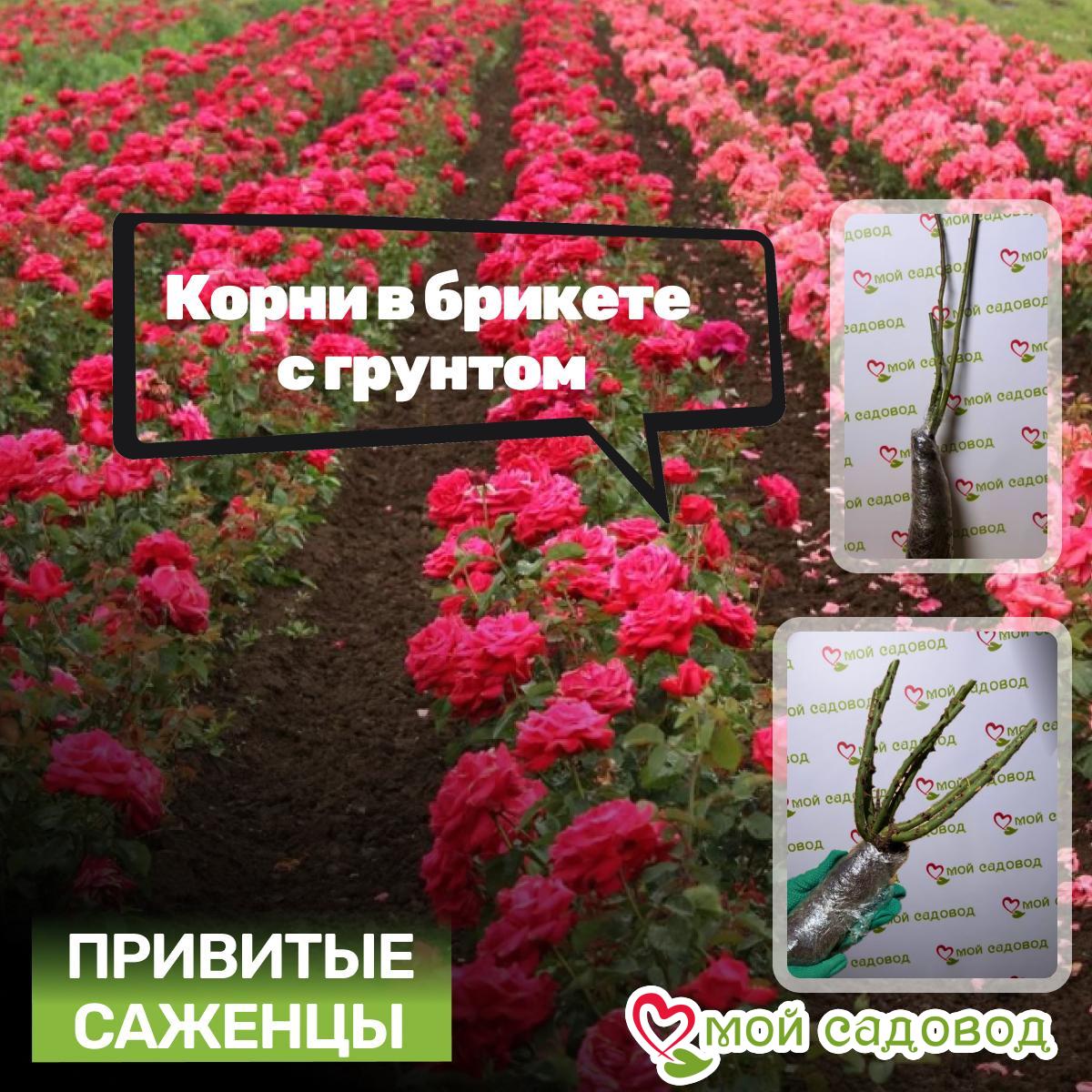 Ред Монстр