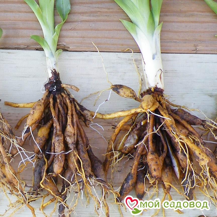 Лилейник Лилуа Ирис